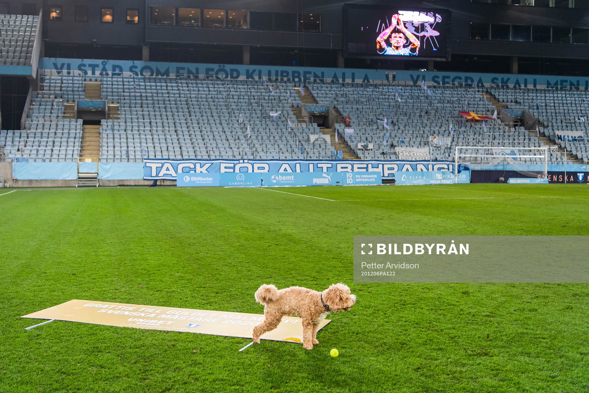 Malmö FFs Behrang Safaris hund Dante kissar på en skylt