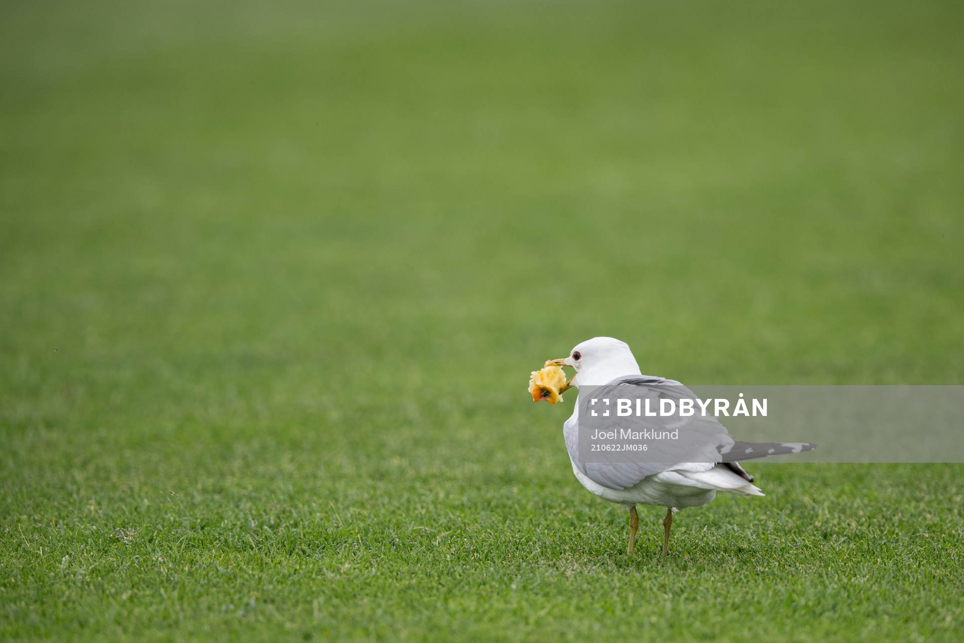 A seagull