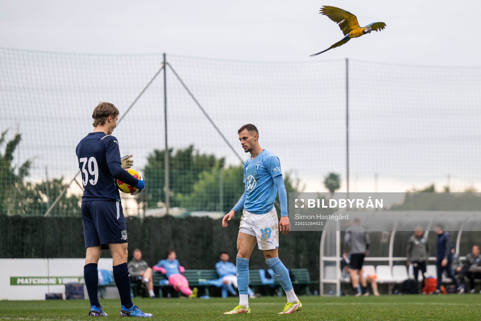 A parrot flies over Veljko Birmancevic of Malmö FF