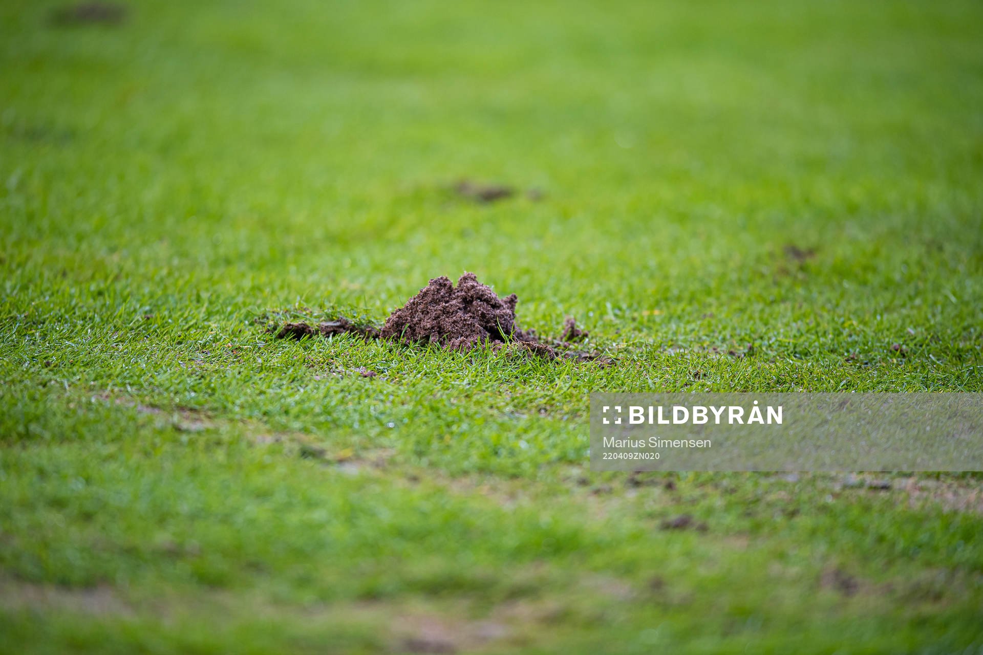 Quality of the grass at Brann Stadion