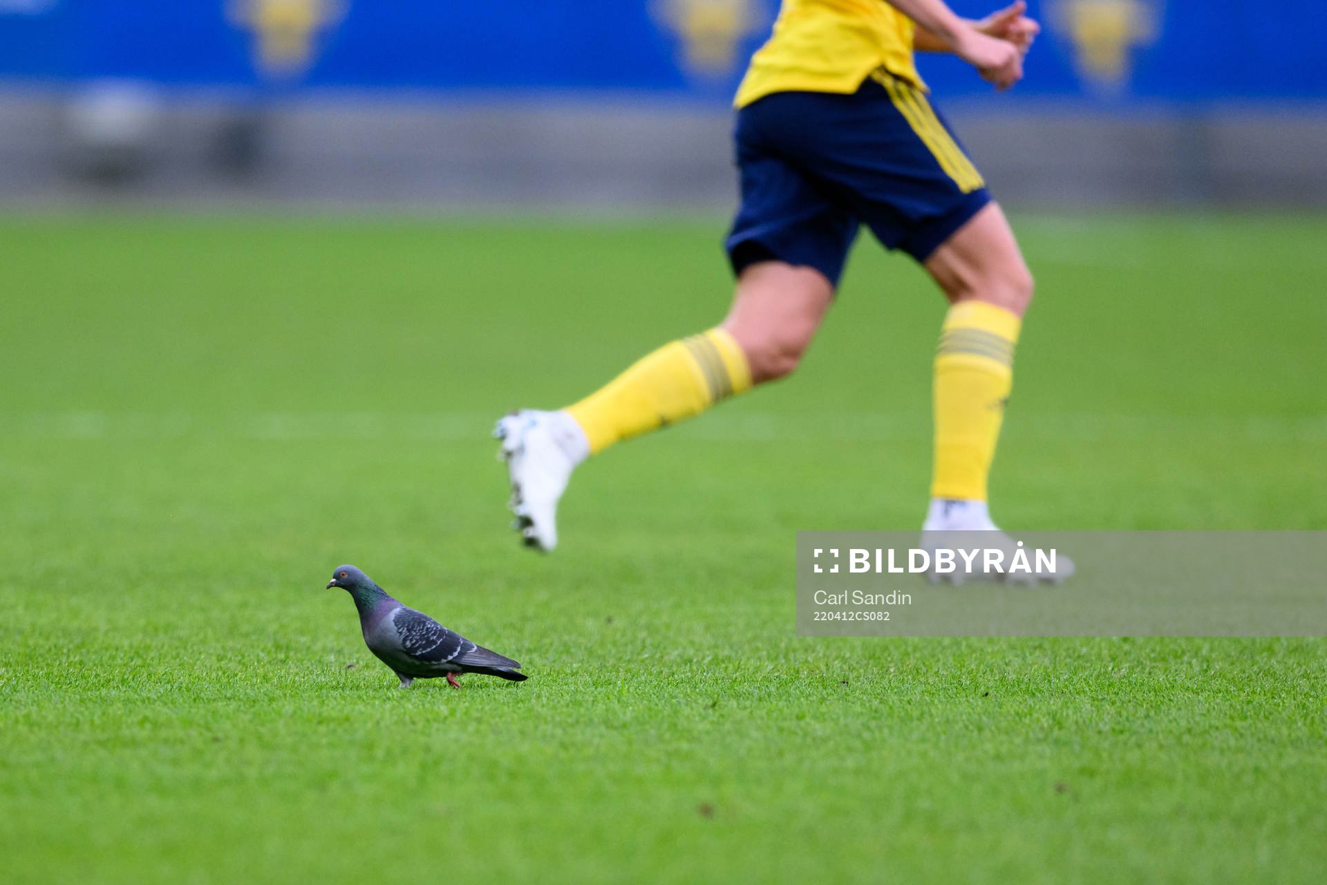 A pigeon