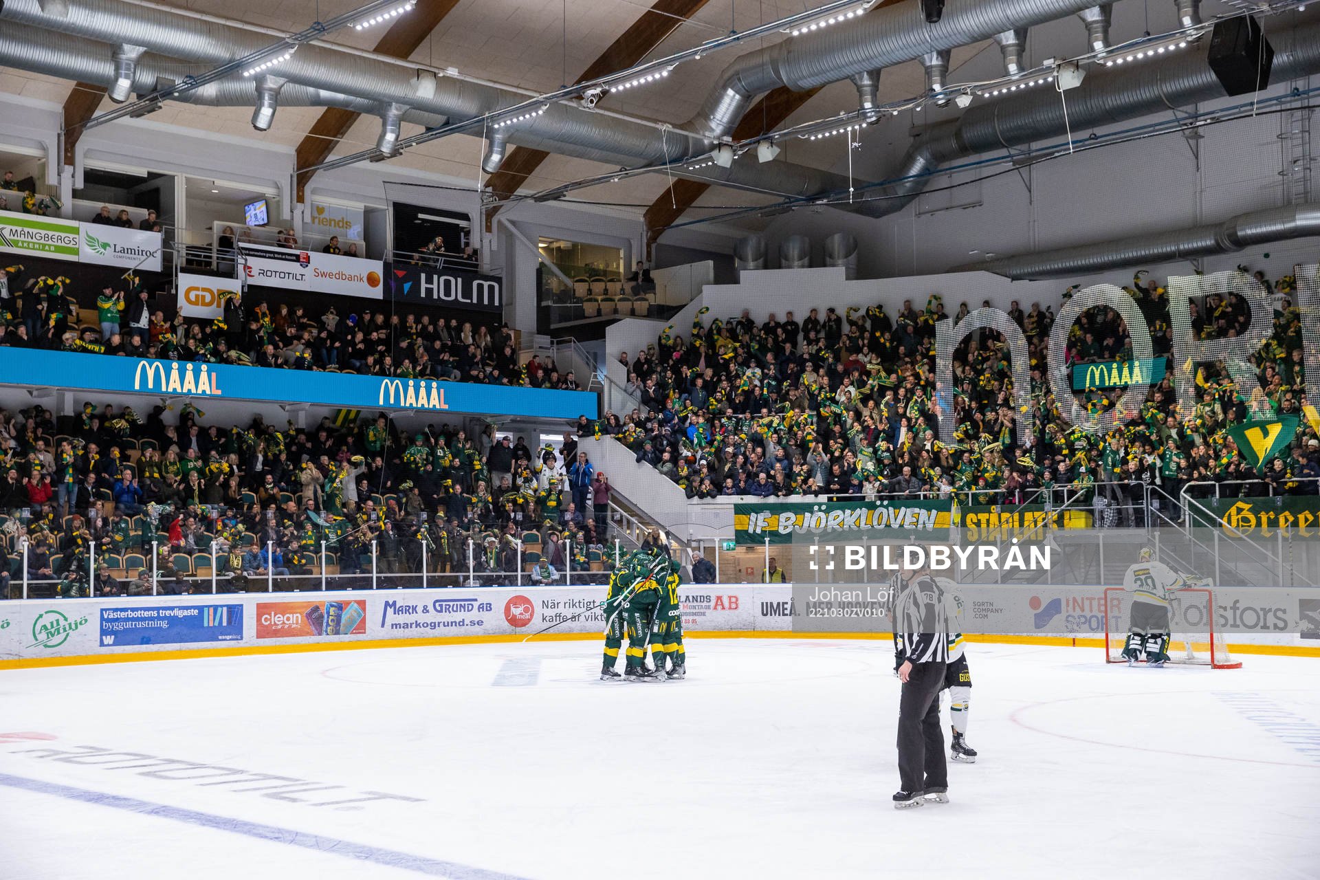Björklöven jublar