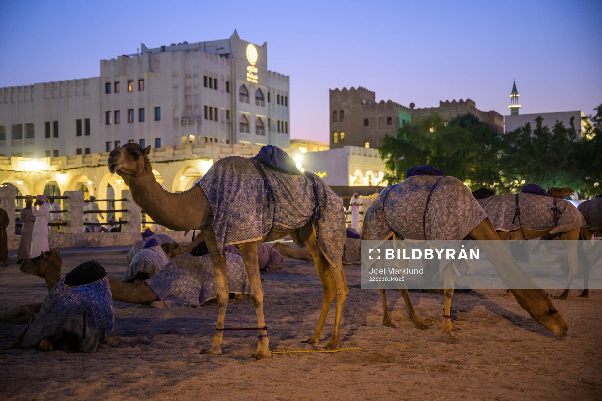 Camels