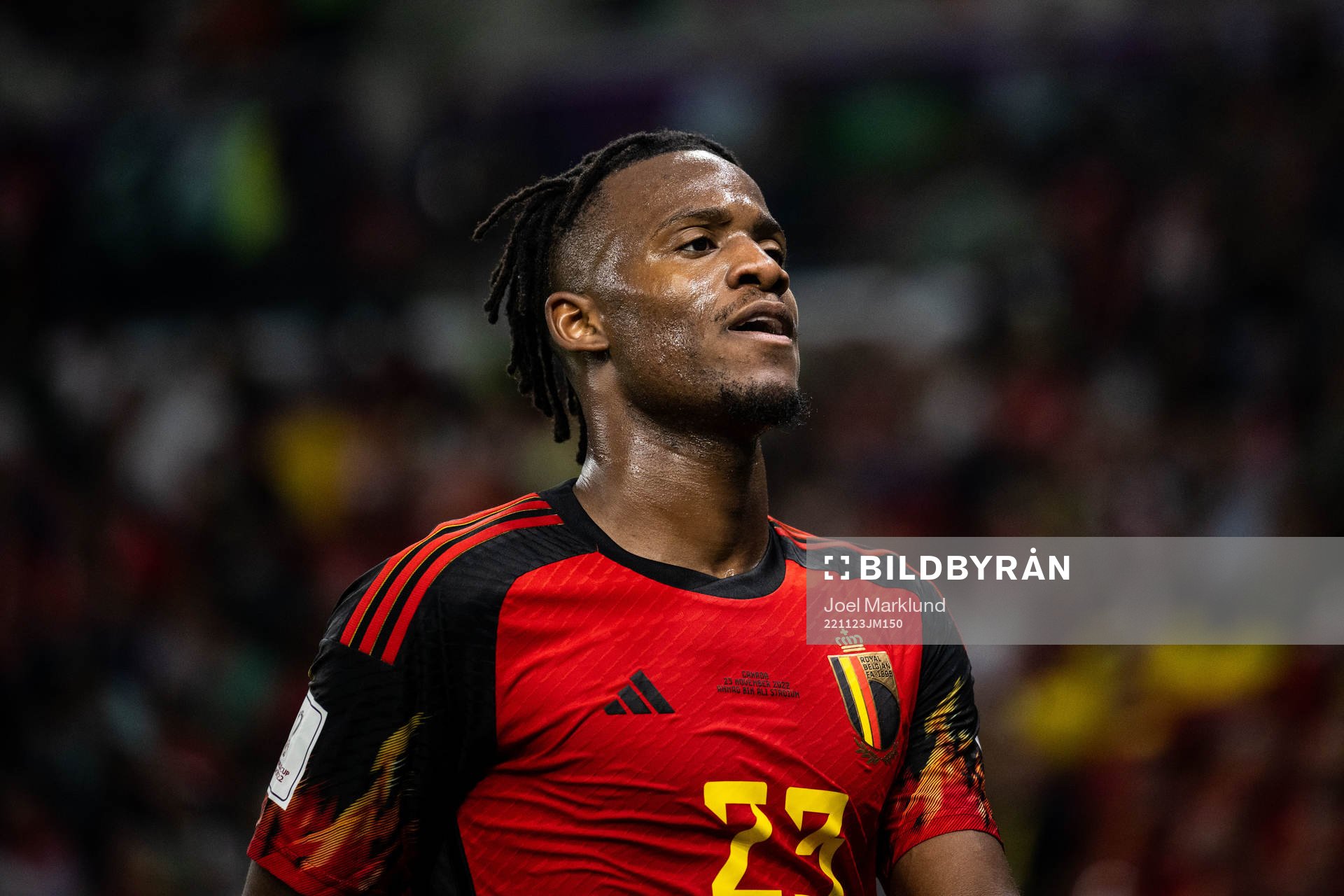 Michy Batshuayi of Belgium during the FIFA World Cup 2022 football match between Belgium and Canada on November 23, 2022 in Doha.
