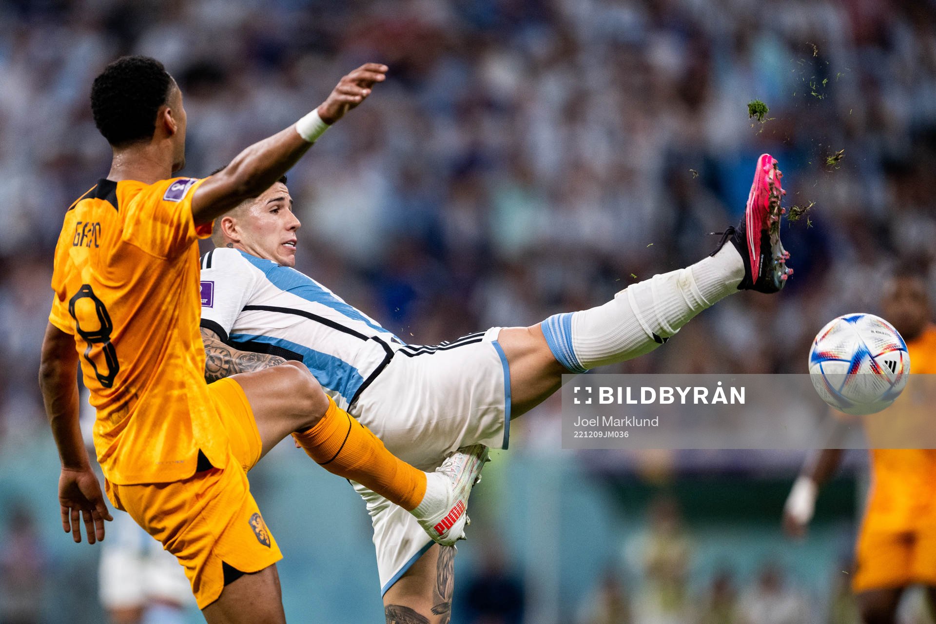 Cody Gakpo of Netherlands and Enzo Fernandez of Argentina