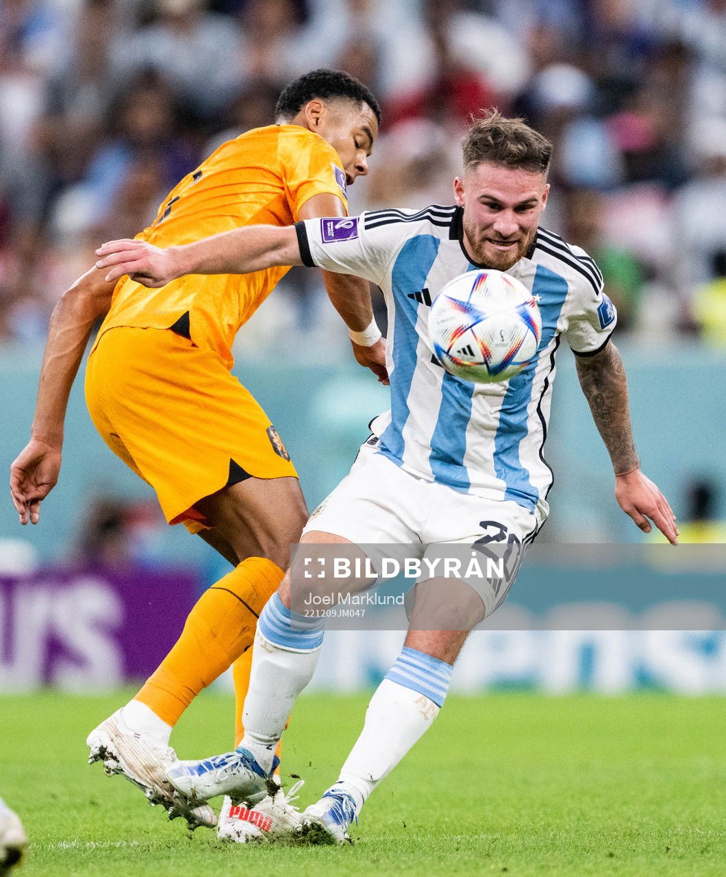 Cody Gakpo of Netherlands and Alexis Mac Allister of