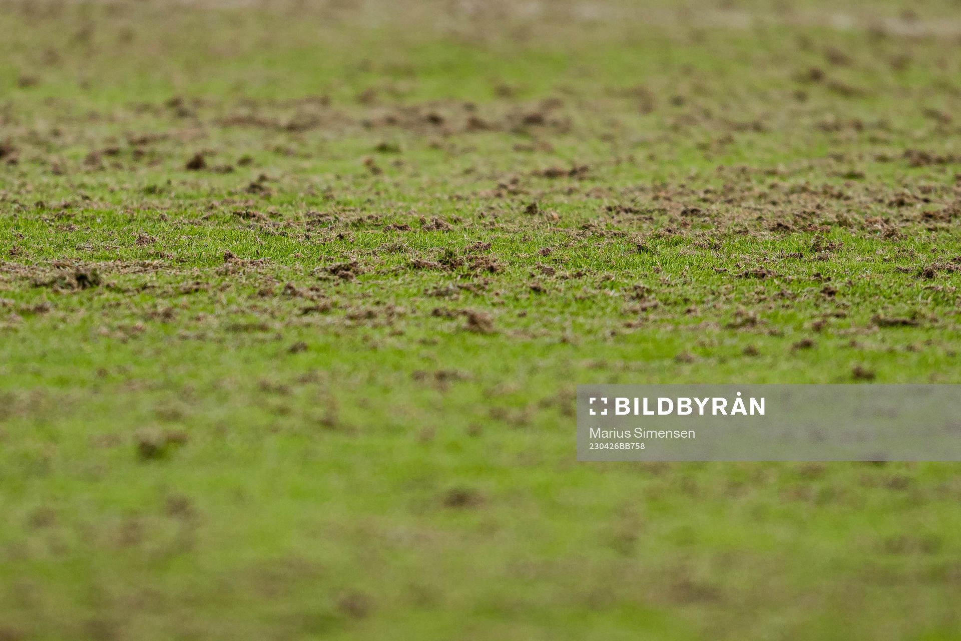 Quality of the grass at Nadderud