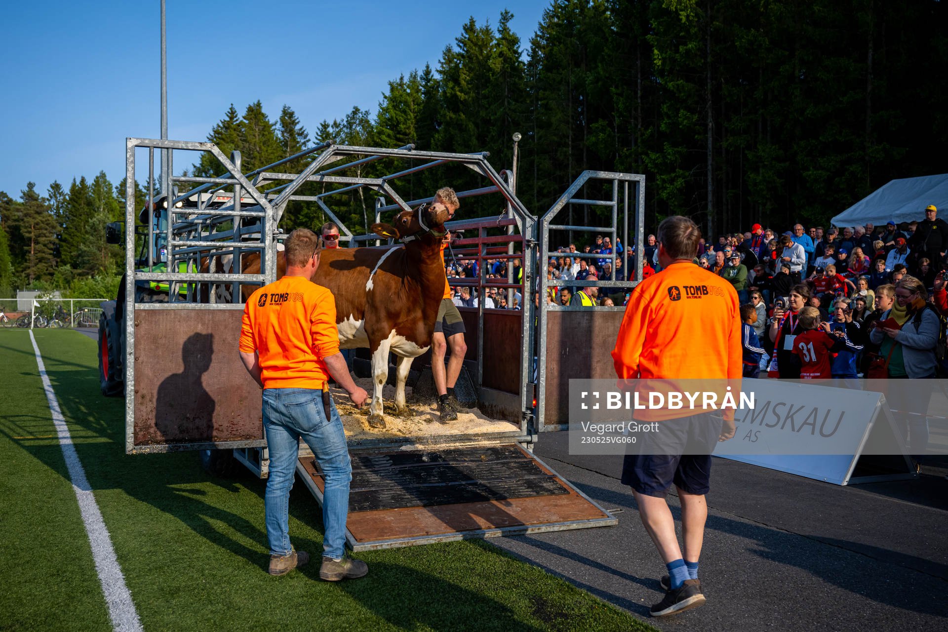 Farmers and a cow at half-time
