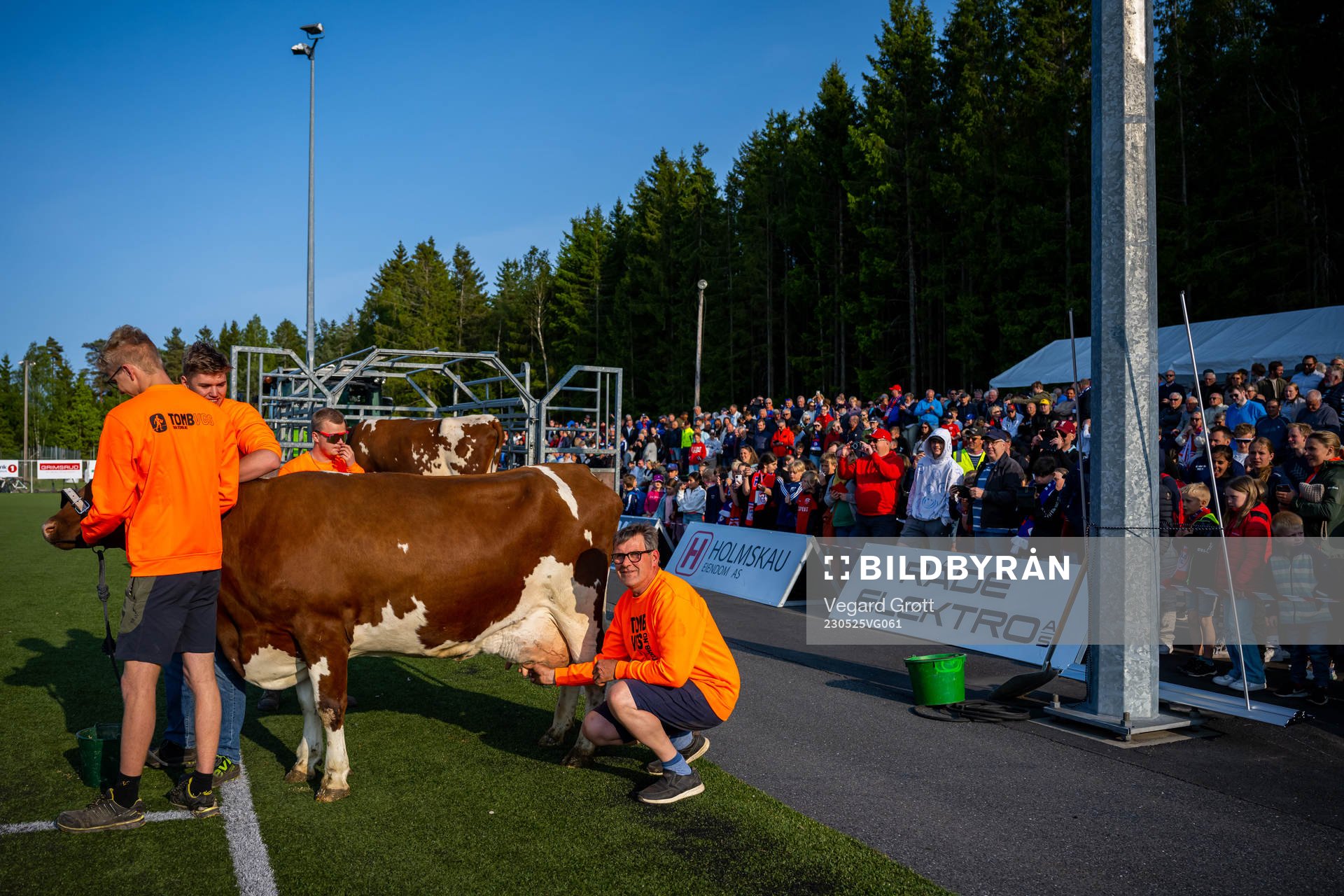 Farmers and a cow at half-time