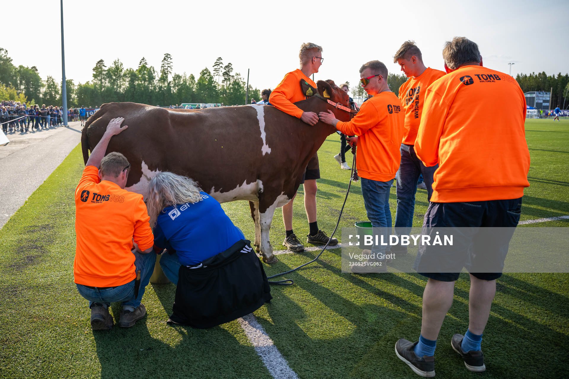 Farmers and a cow at half-time