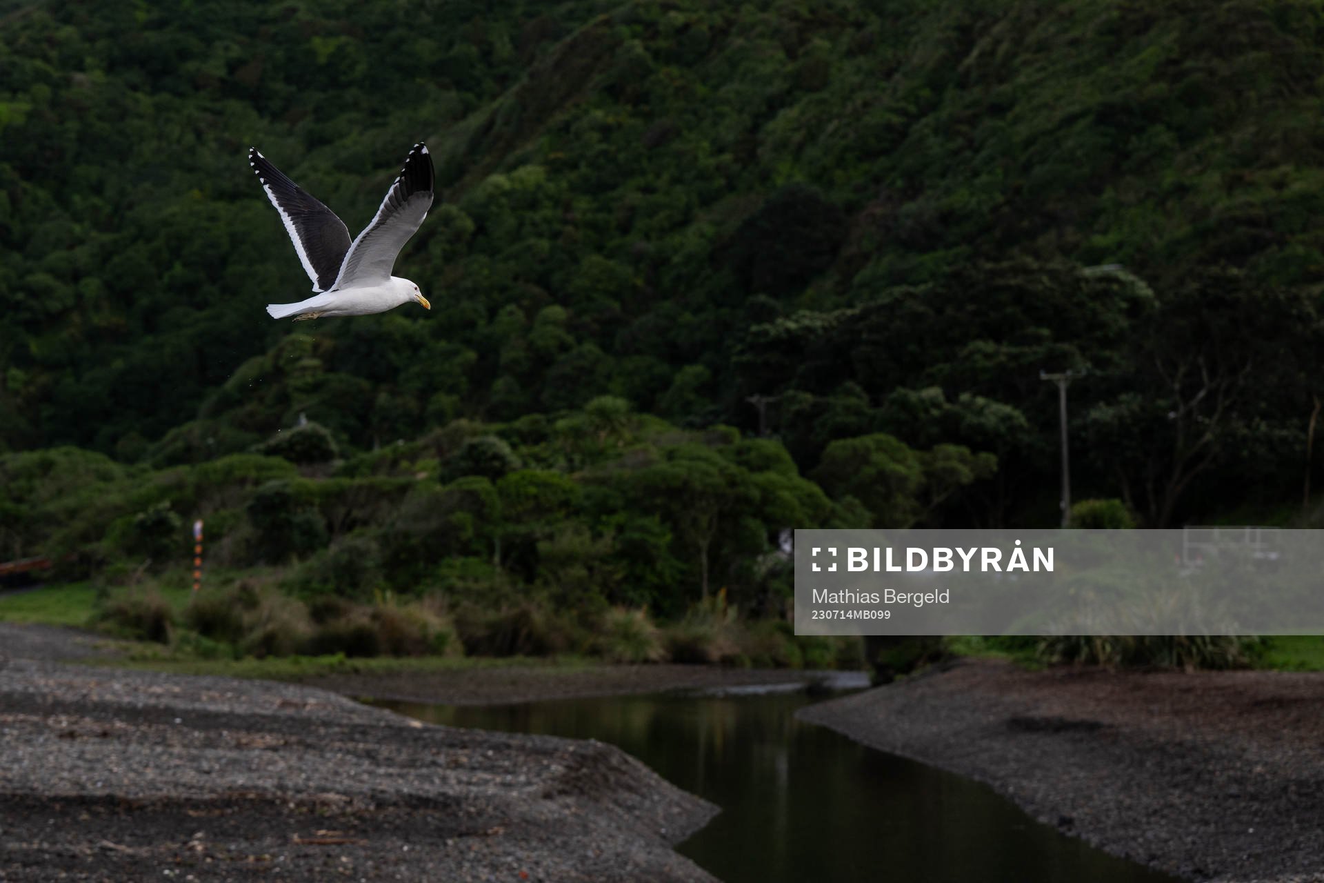 A seagull fly over Petone Beach