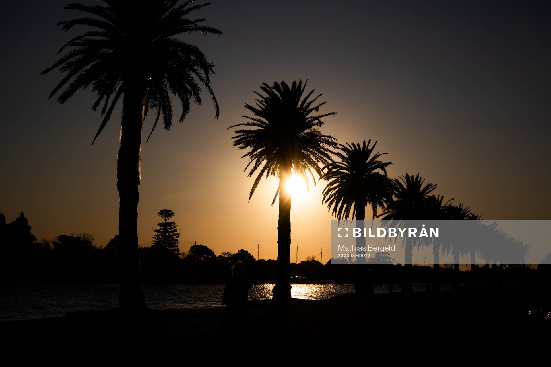Silhouette of palm trees in Albert Park