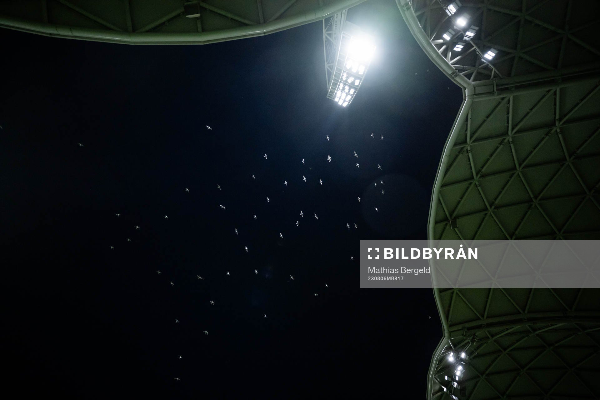 Birds fly around the floodlights