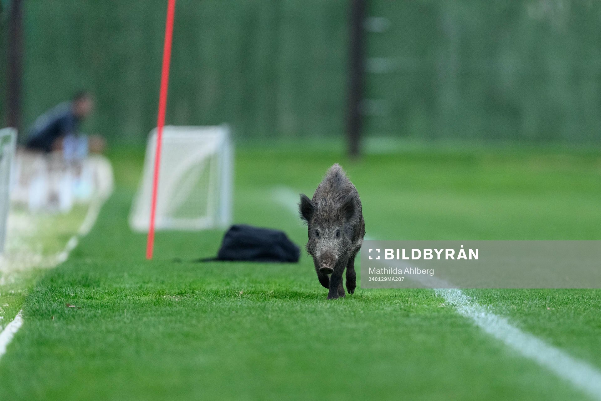 Ett vildsvin på träningsplanen