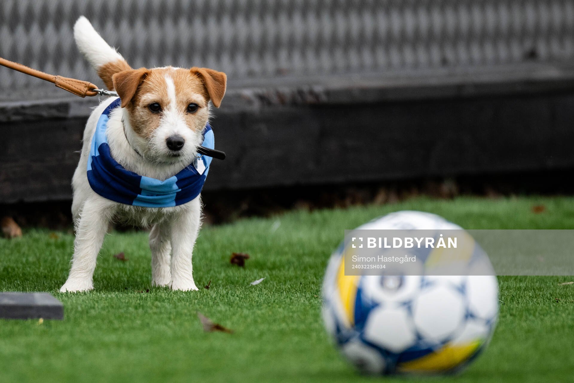 En hund