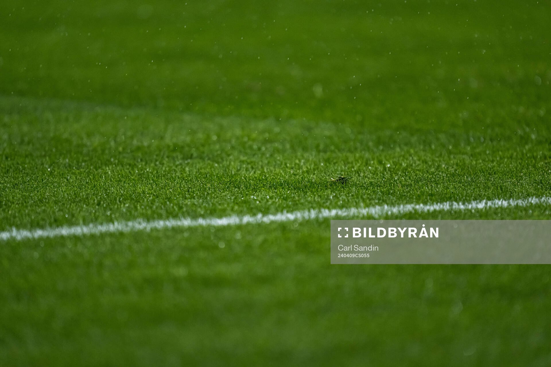 The grass of the pitch