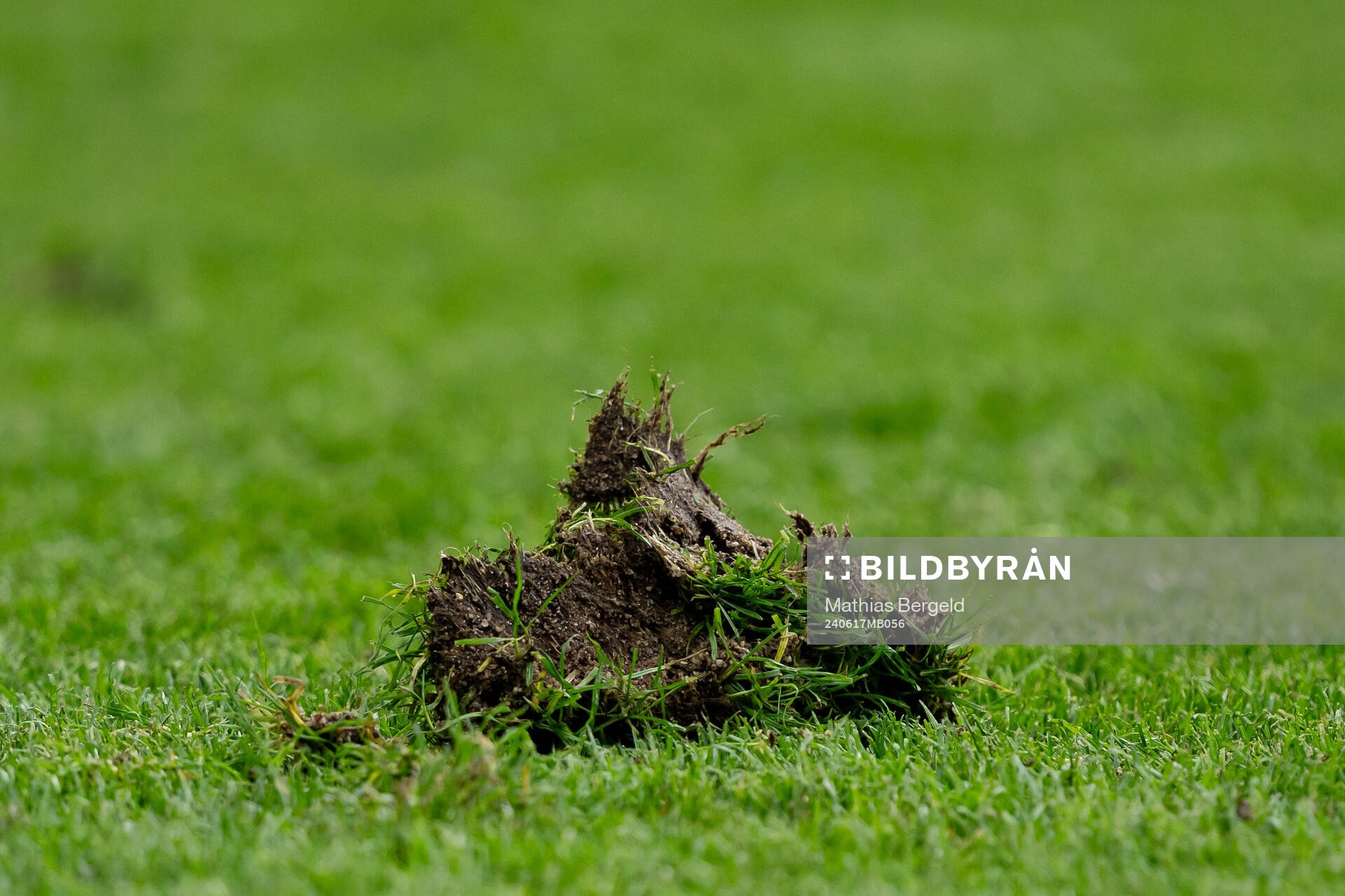 Grass
