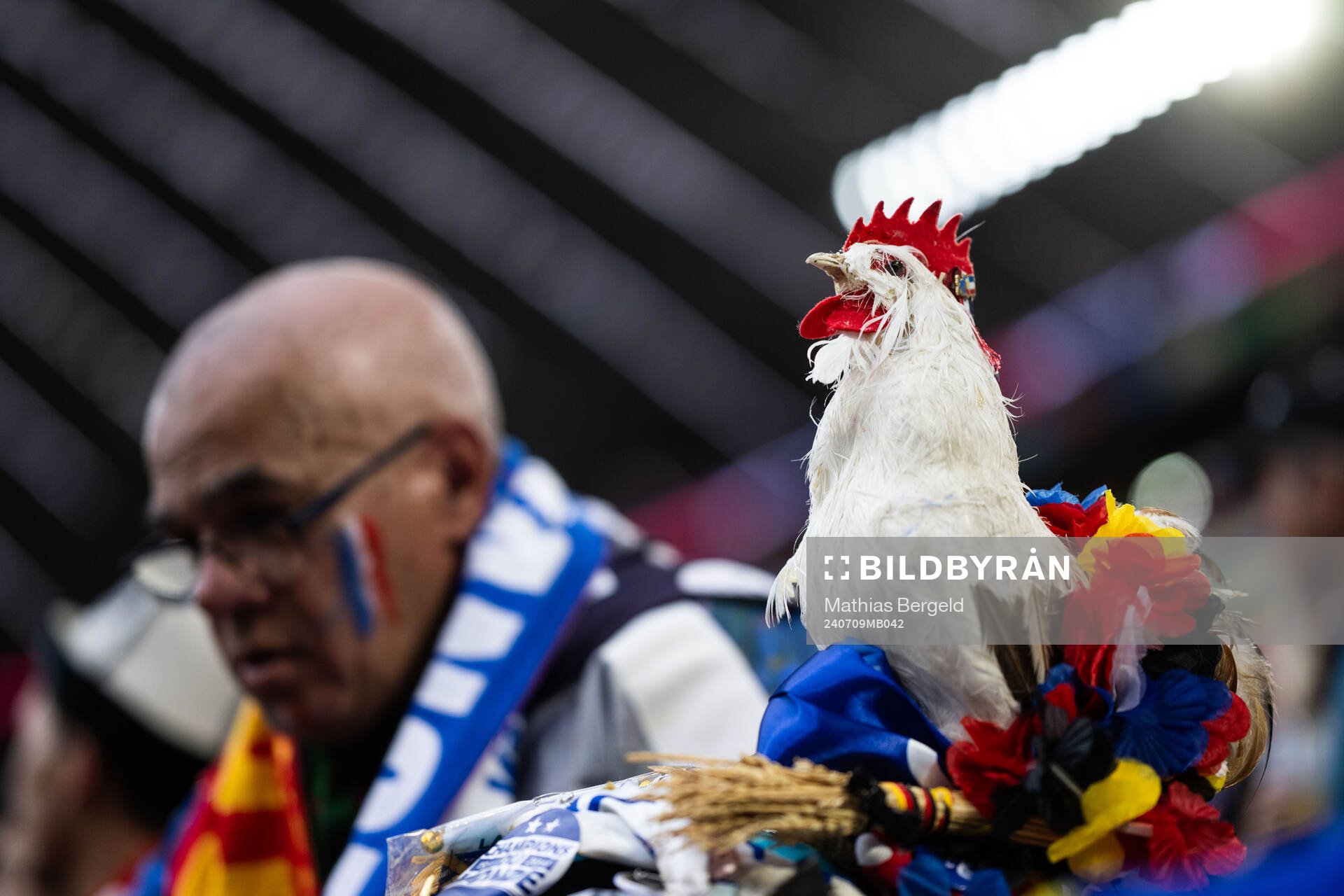 A French rooster