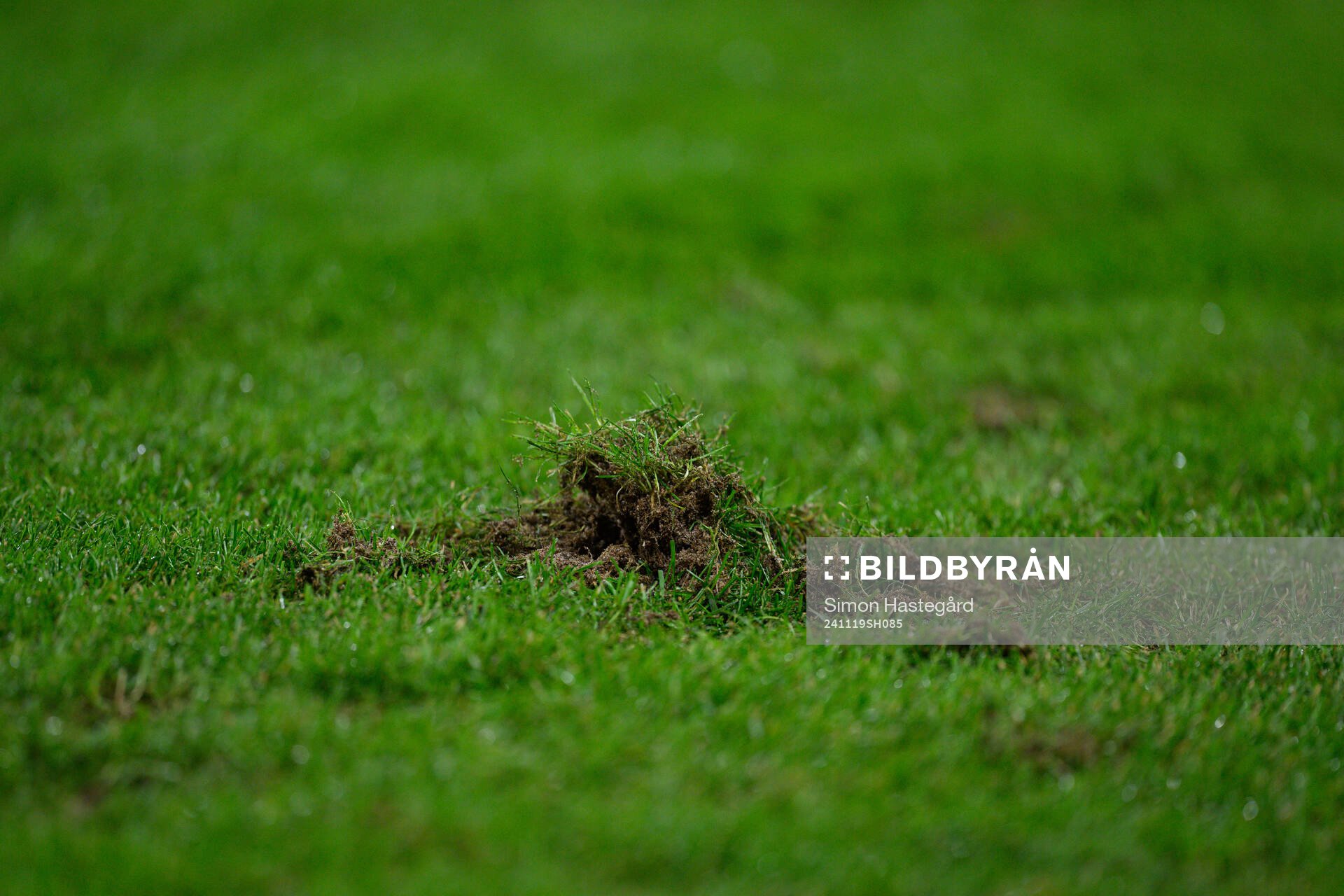 Quality of the grass at Strawberry Arena
