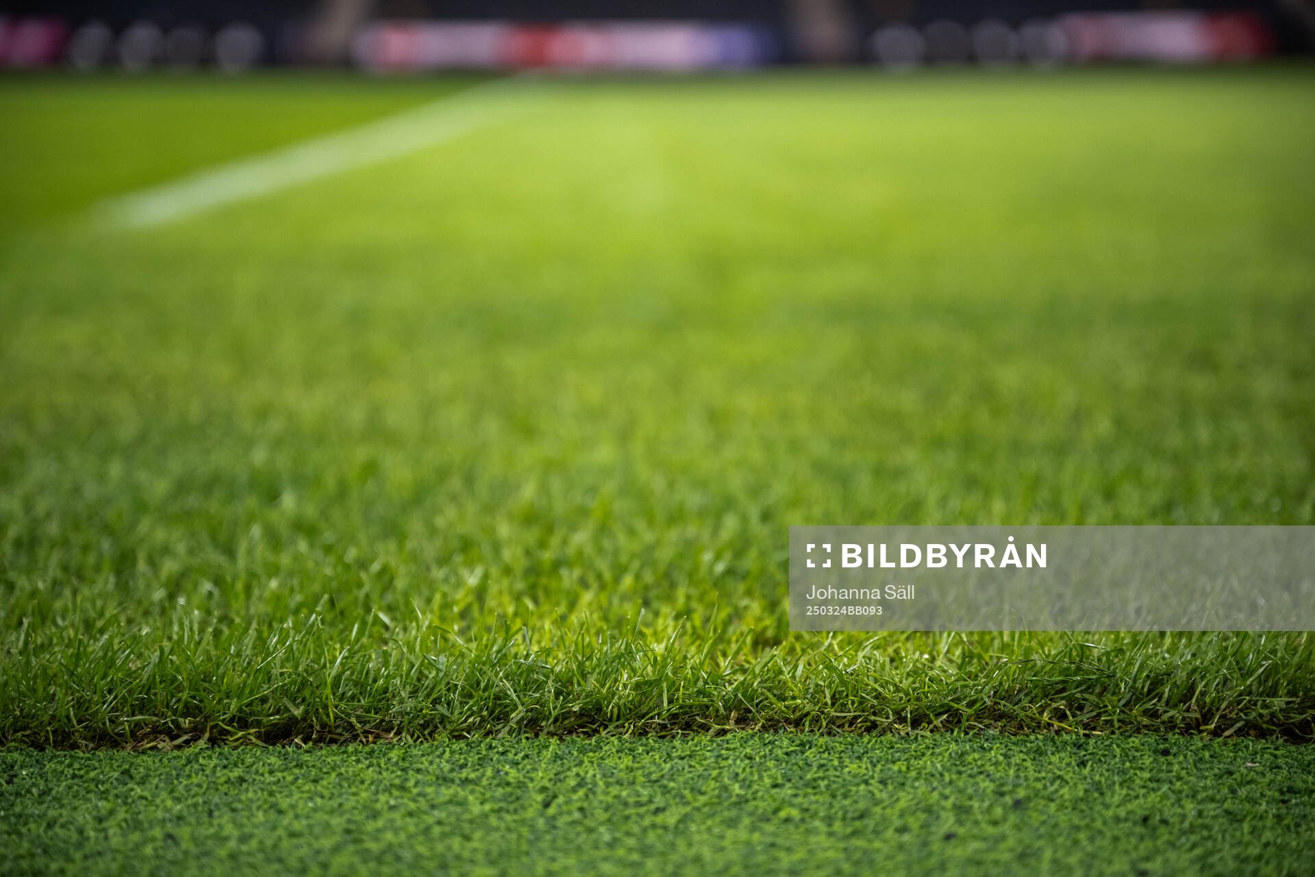 New hybrid grass