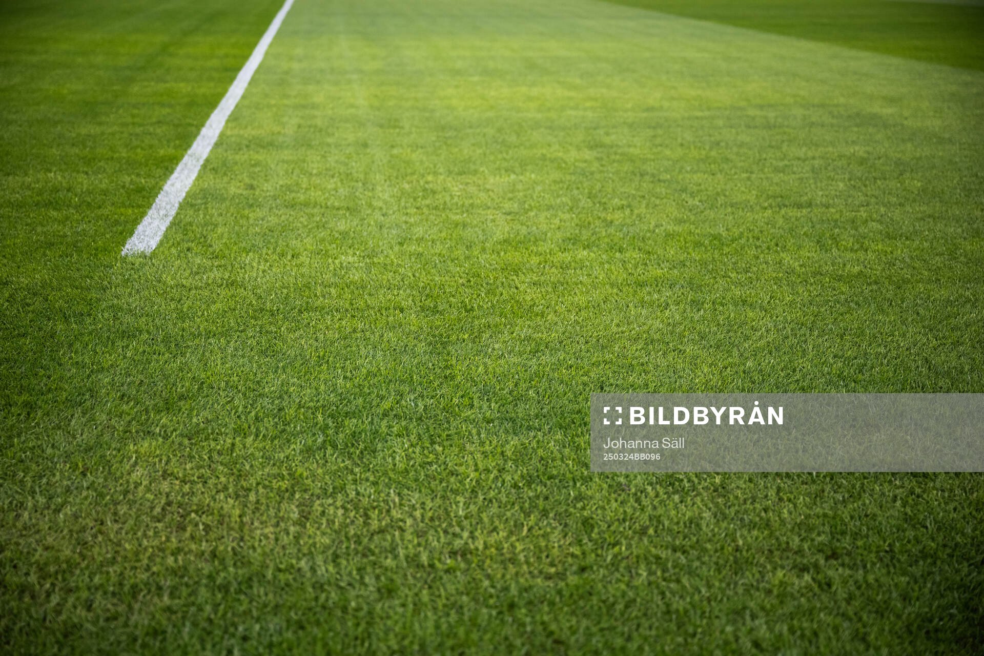 New hybrid grass
