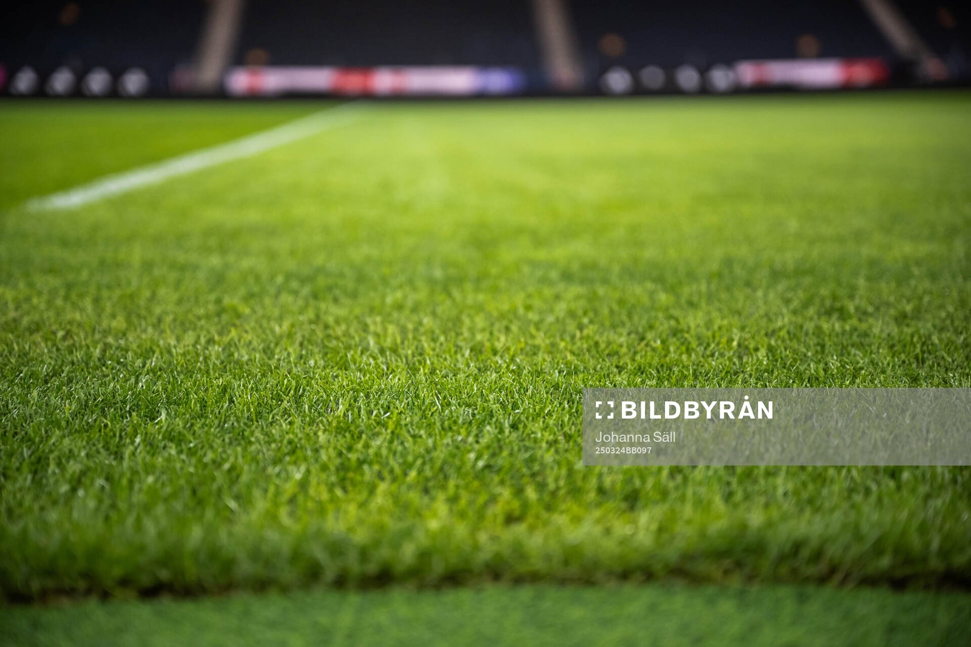 New hybrid grass