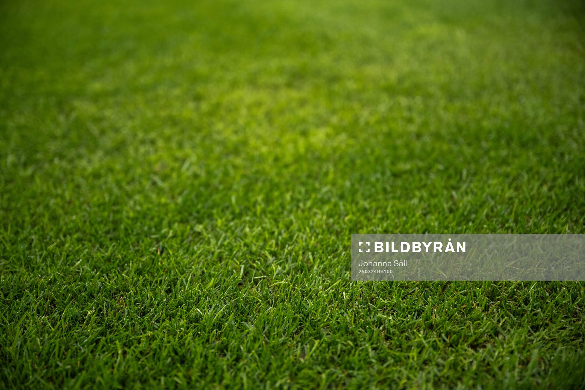 New hybrid grass