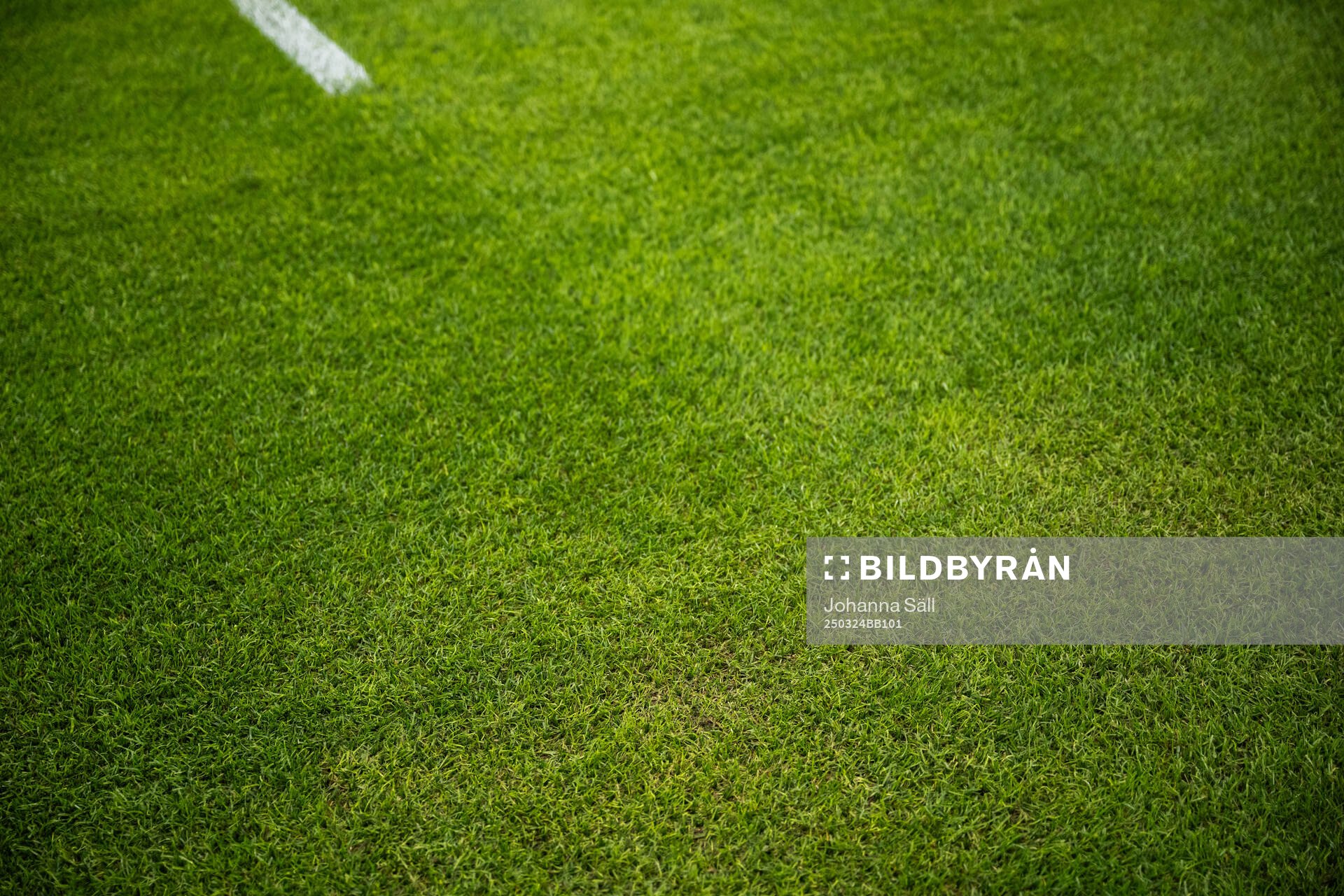 New hybrid grass