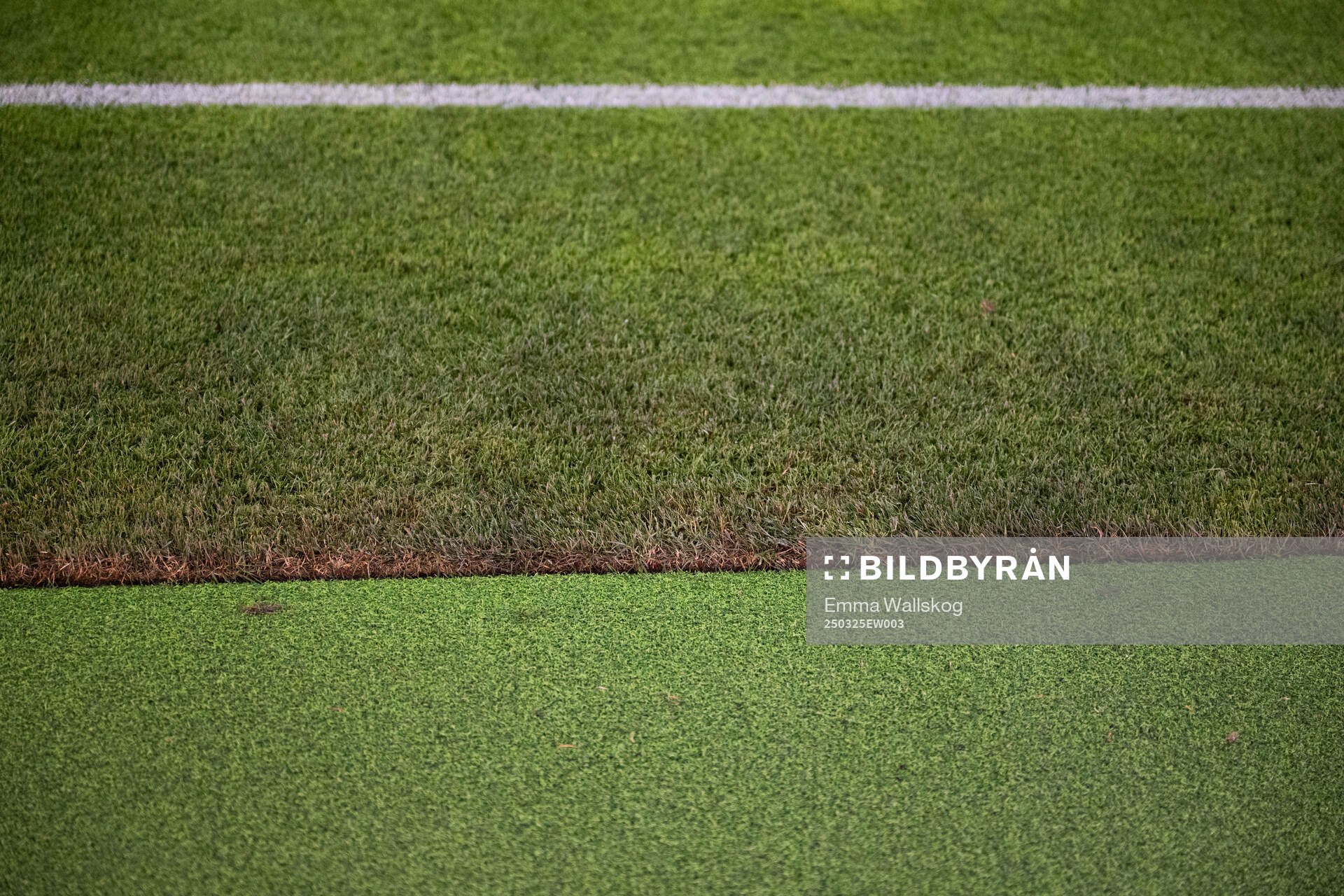New hybrid grass