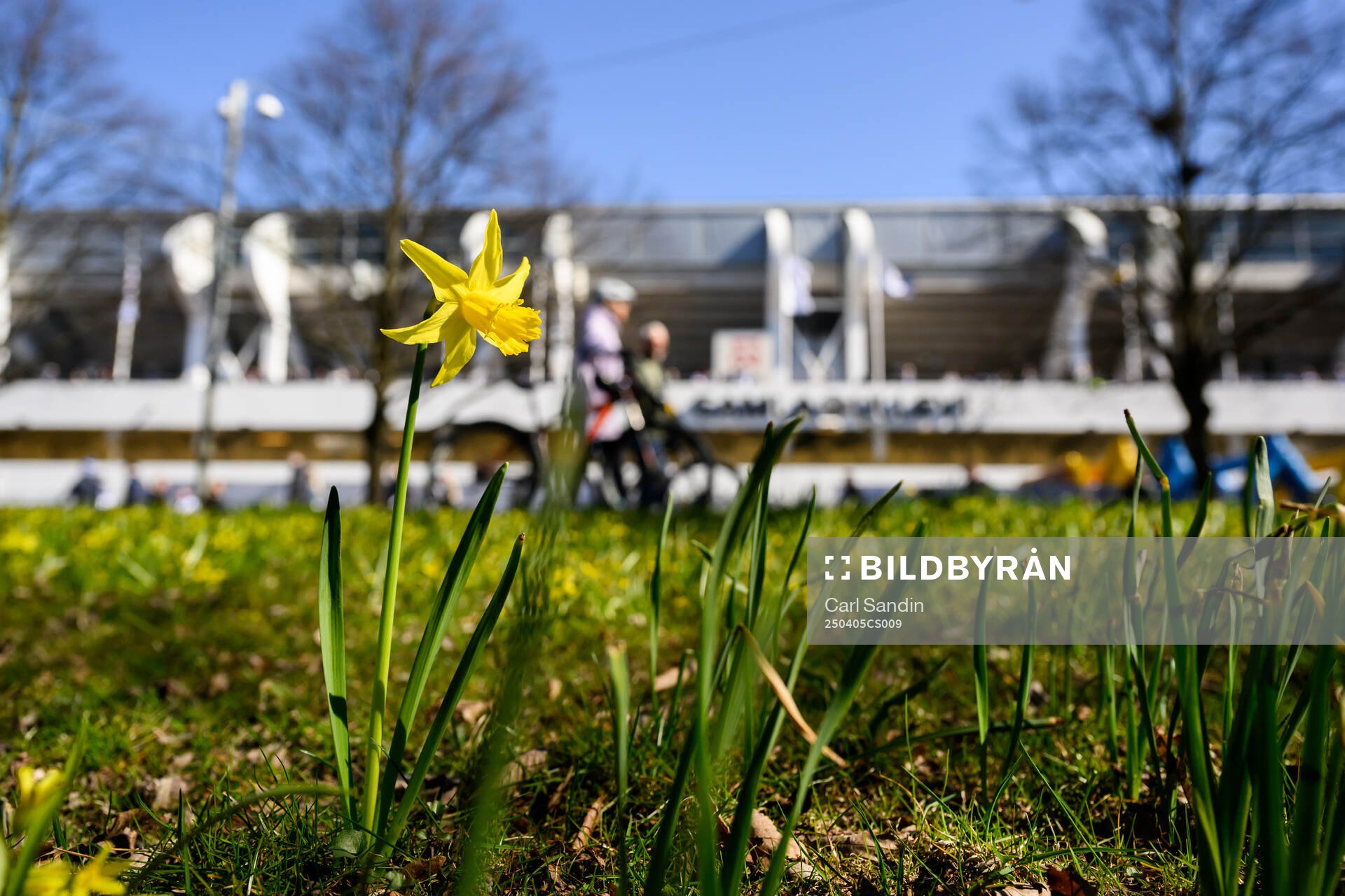 Blomma utanför Gamla Ullevi