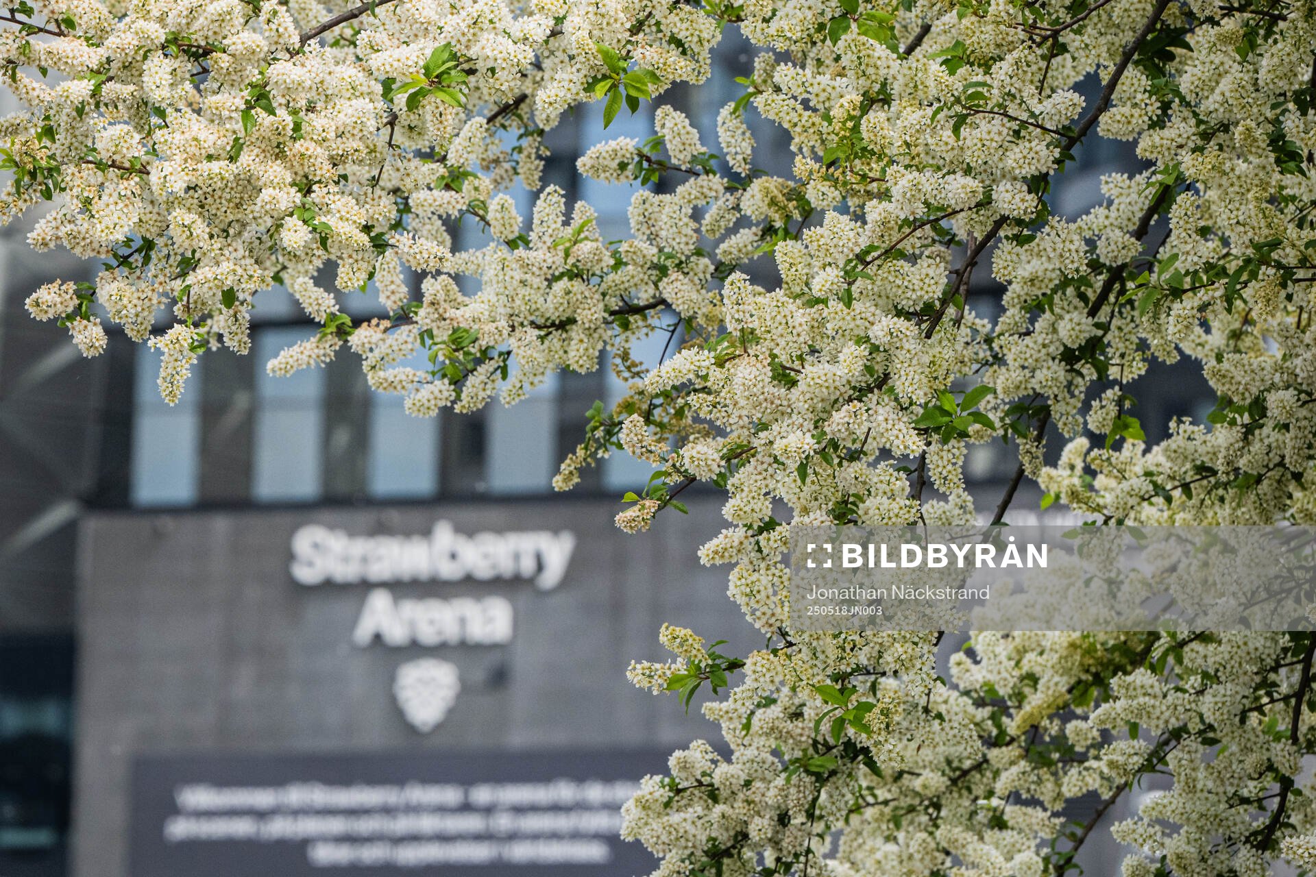Exteriör vy över Strawberry Arena inför fotbollsmatchen i Allsvenskan mellan AIK och Hammarby den 18 maj 2025 i Stockholm. 
