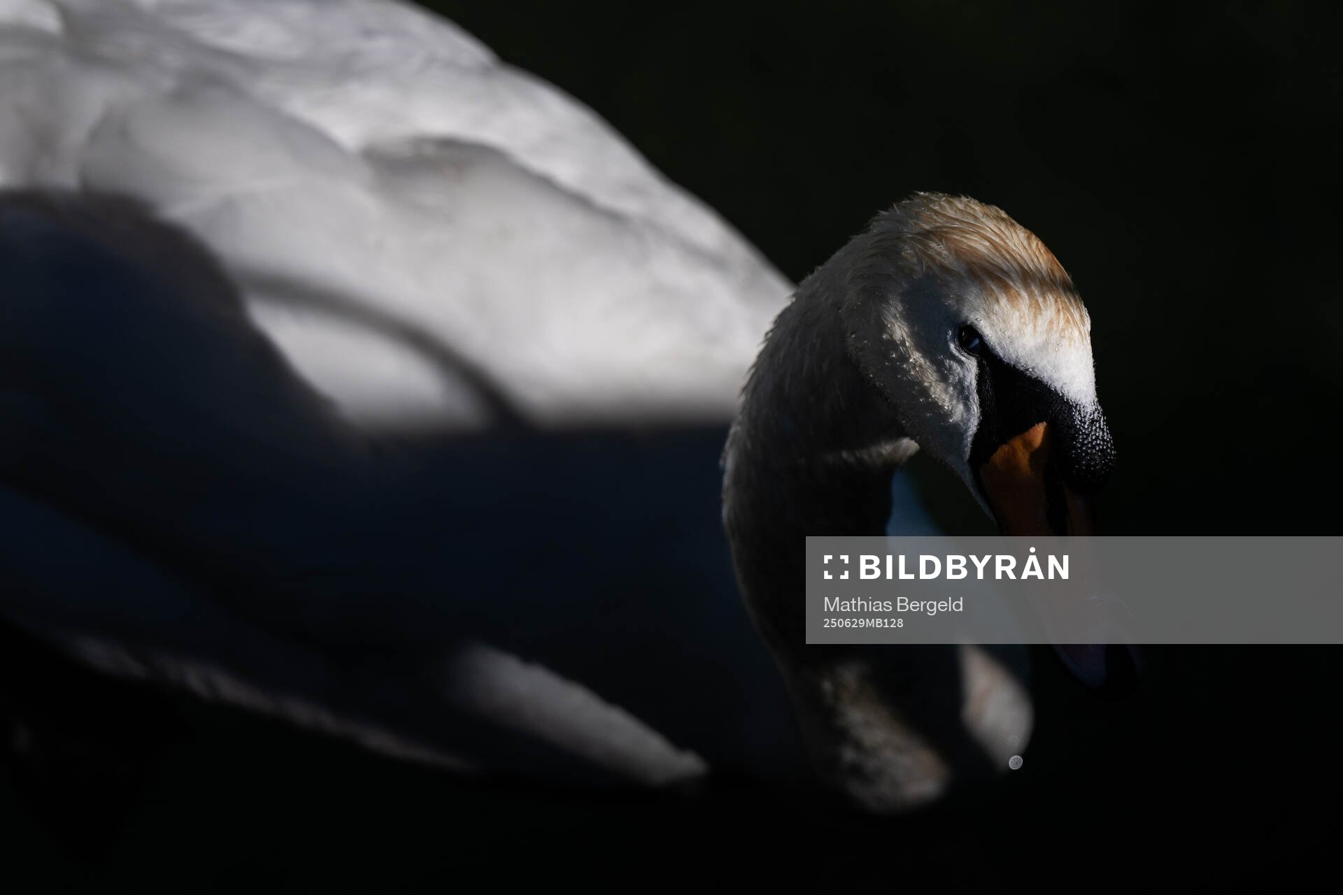 A swan in Zugersee
