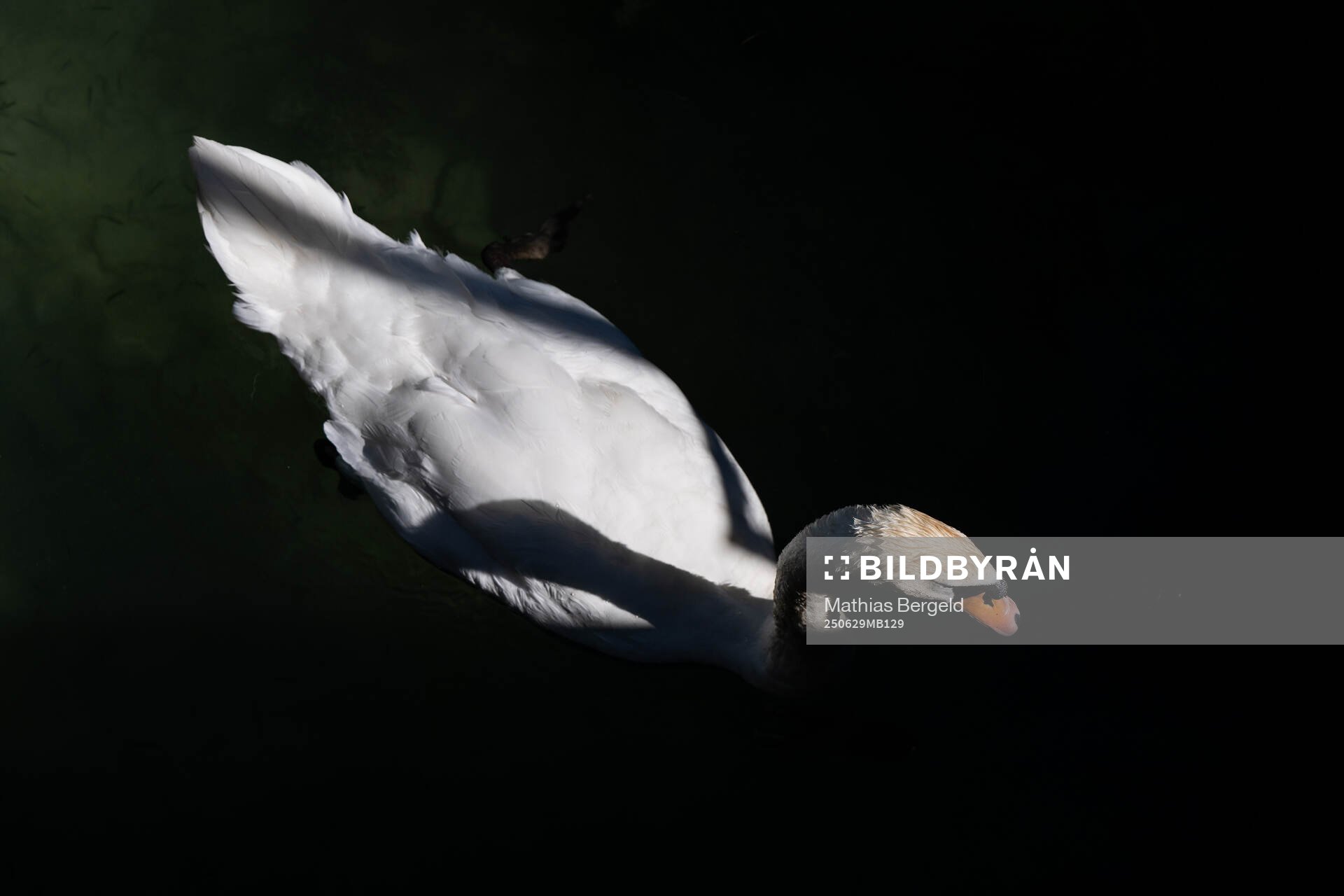 A swan in Zugersee