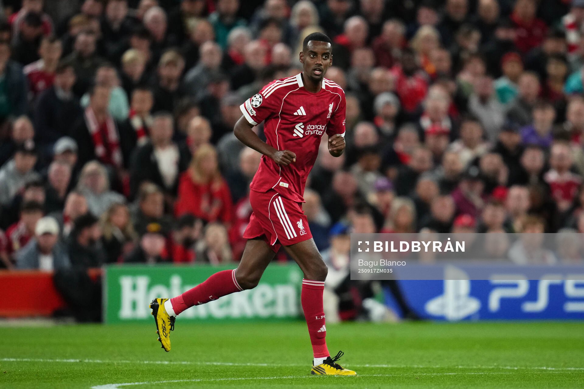 Alexander Isak of Liverpool
