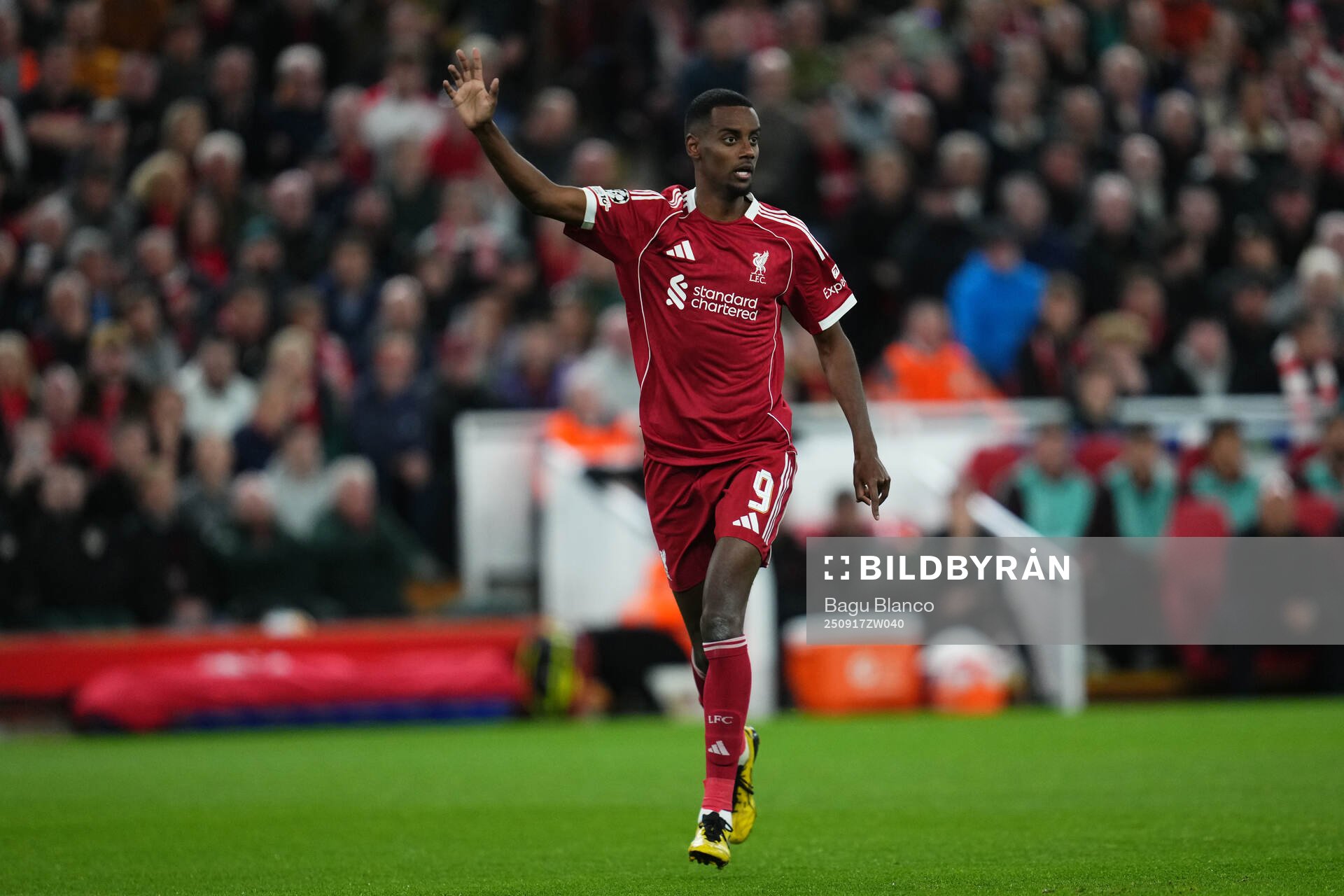 Alexander Isak of Liverpool