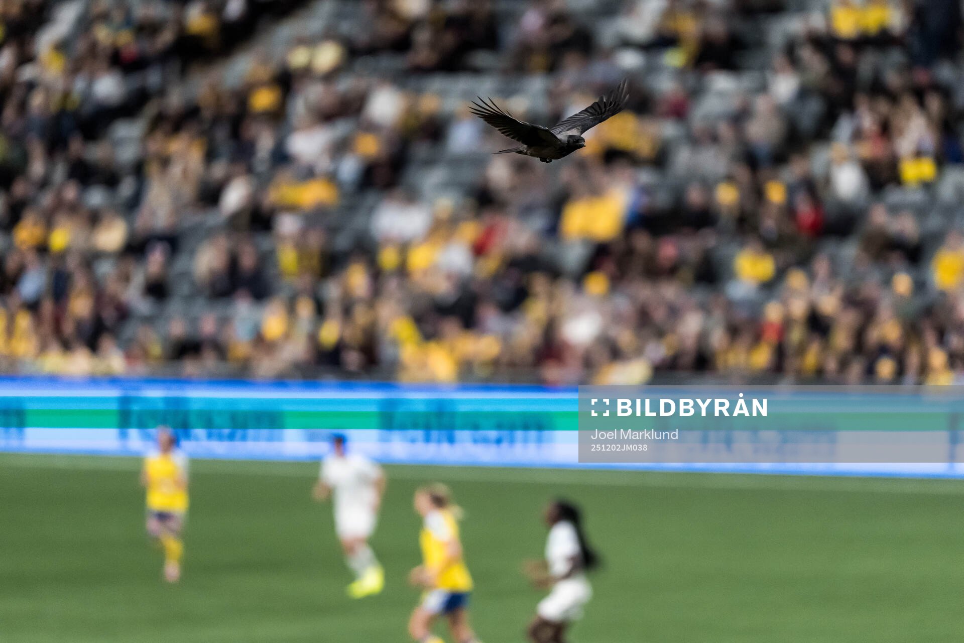 A bird flying over the pitch