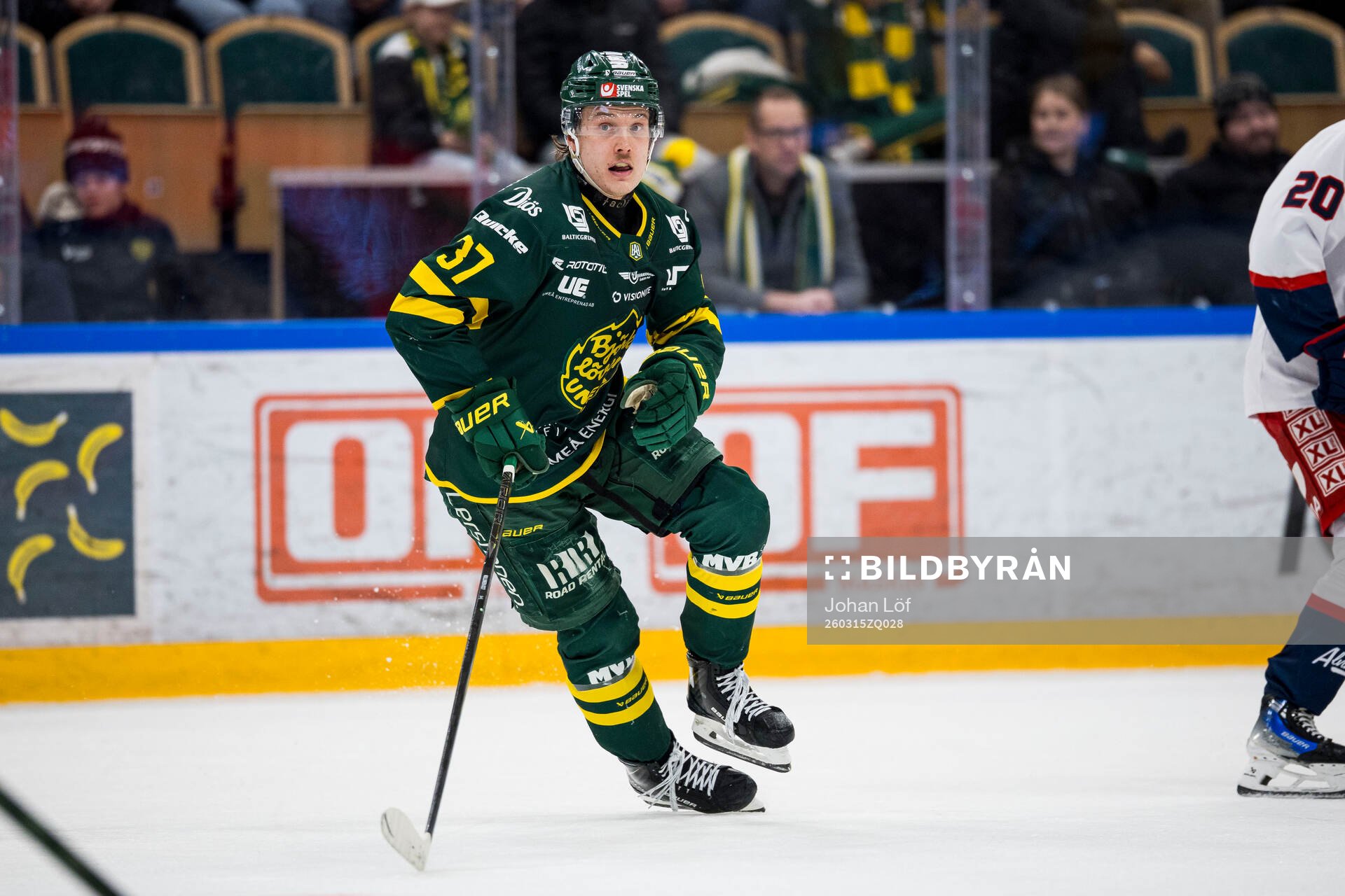 Björklövens Lenni Killinen