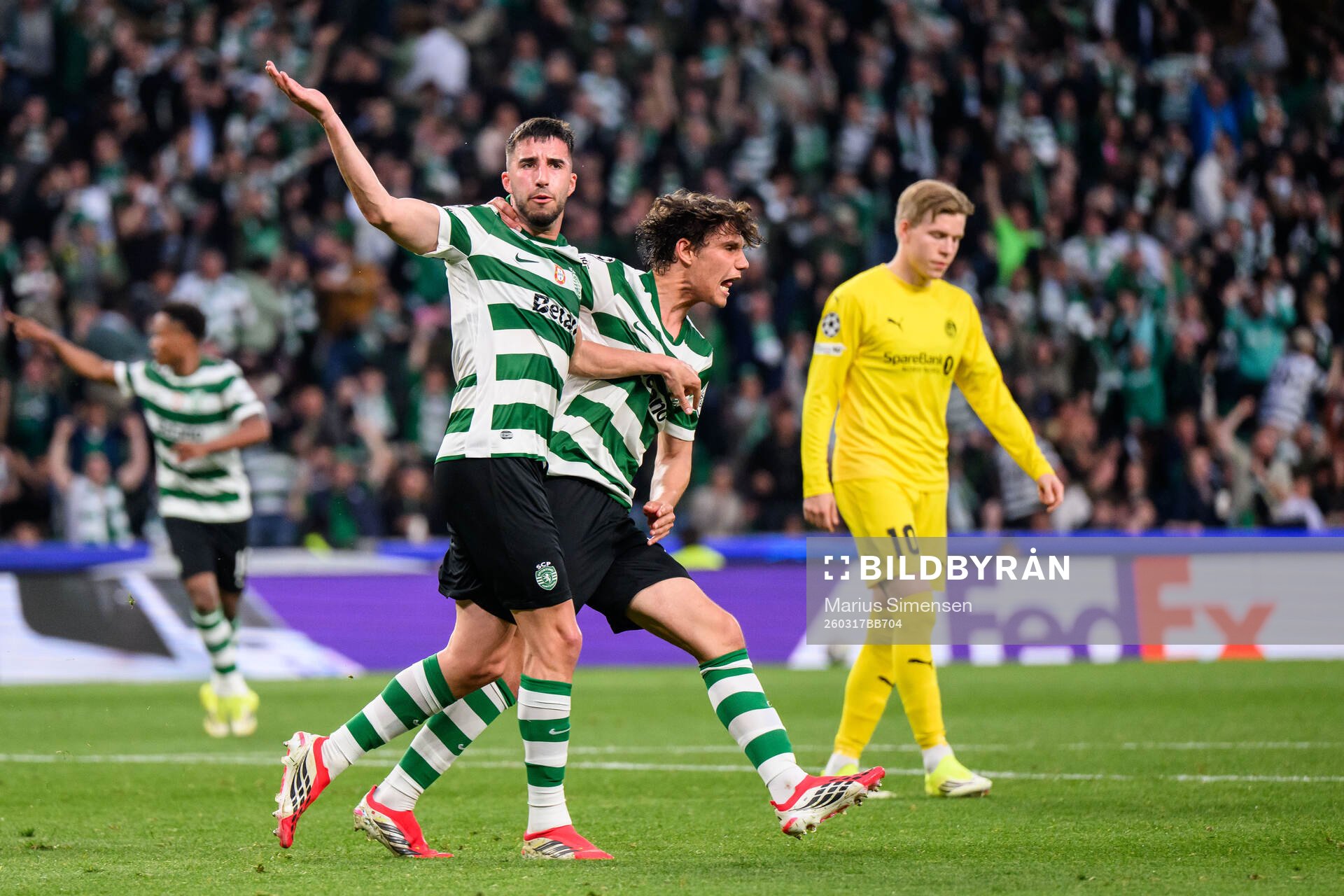 Gonçalo Inácio of Sporting celebrates