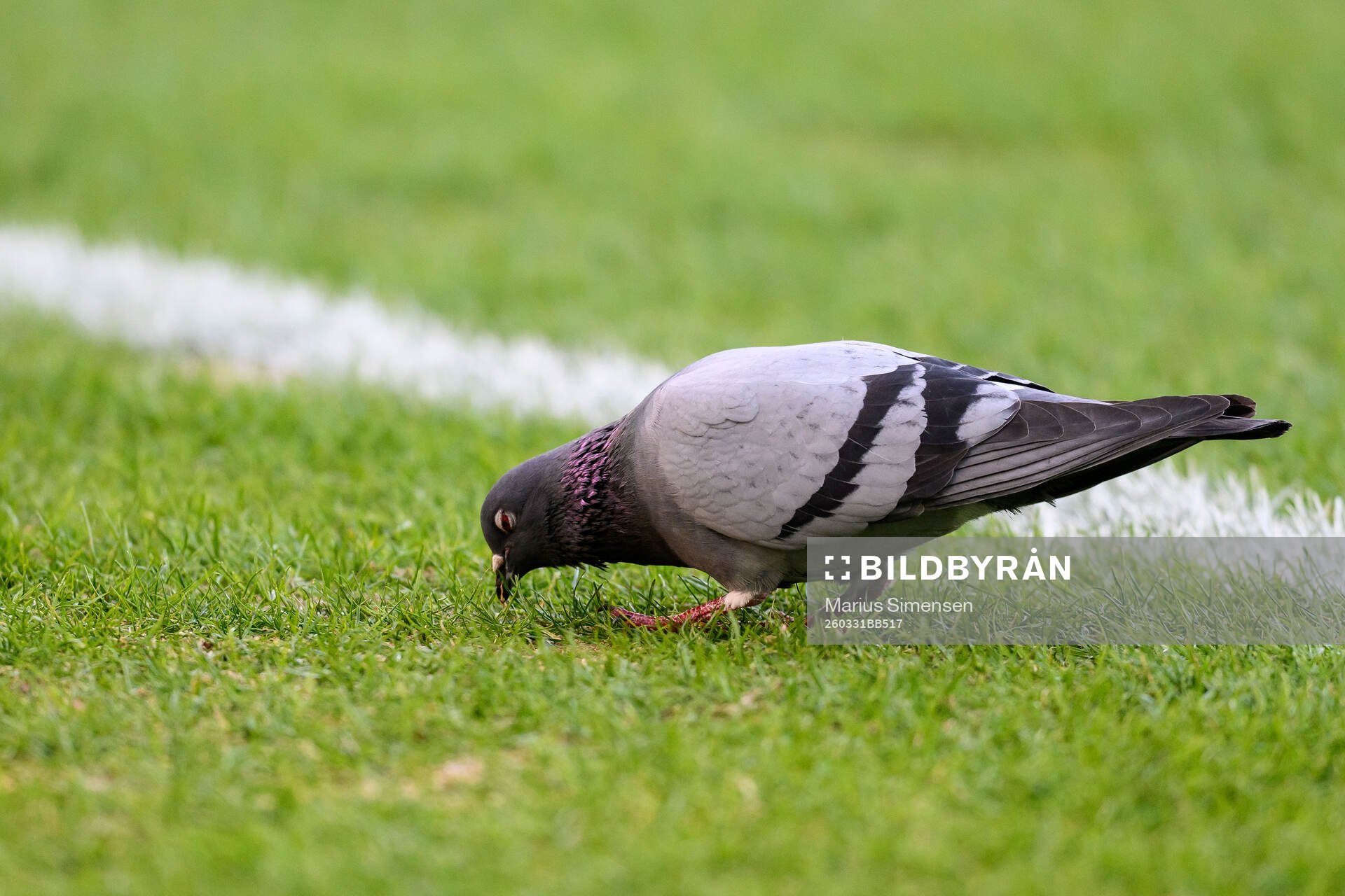 A pigeon