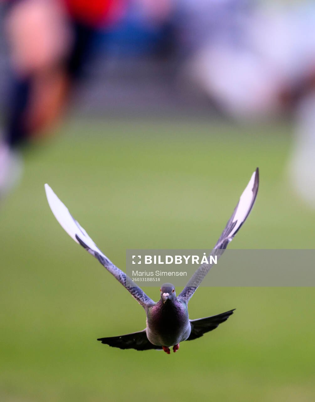 A pigeon