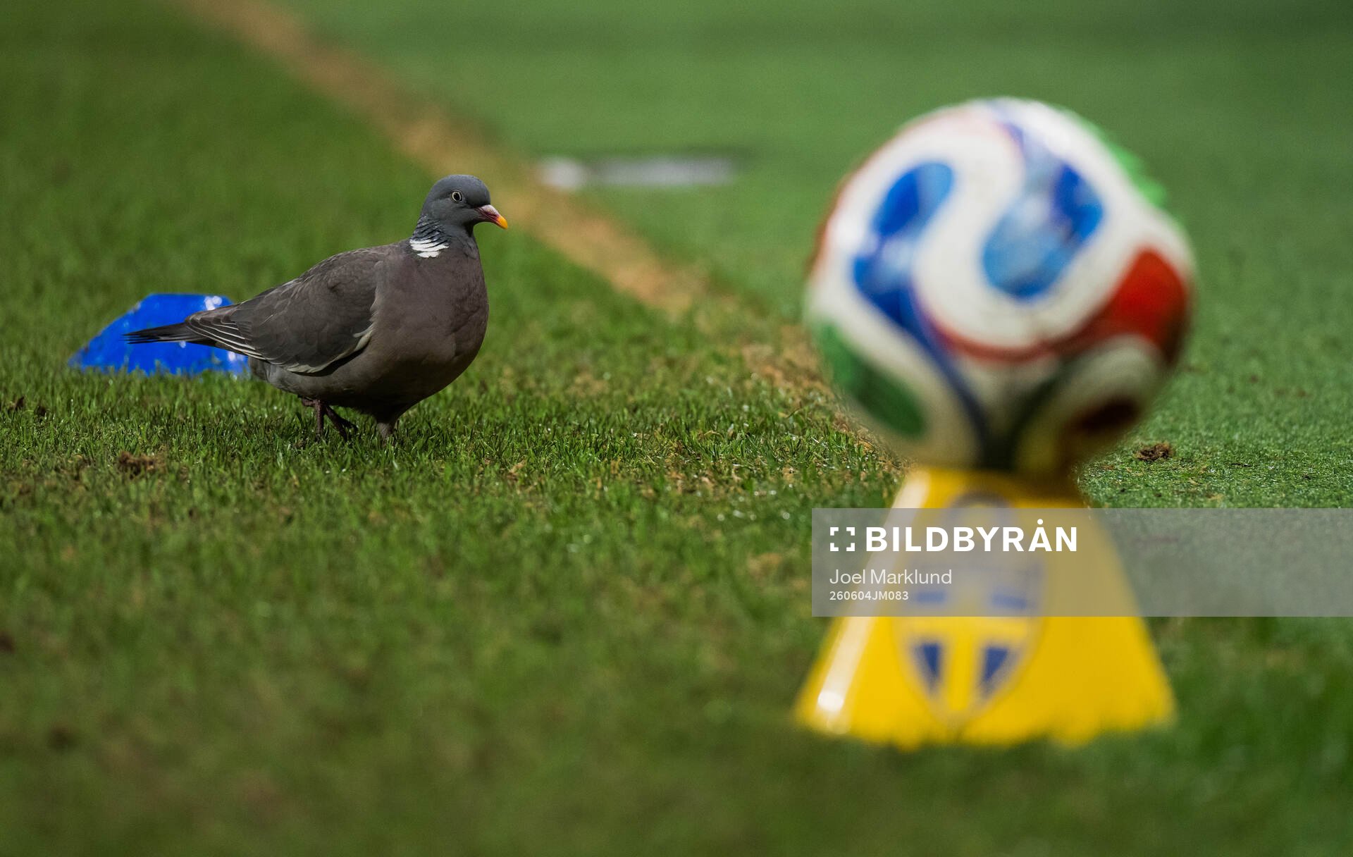 A pigeon