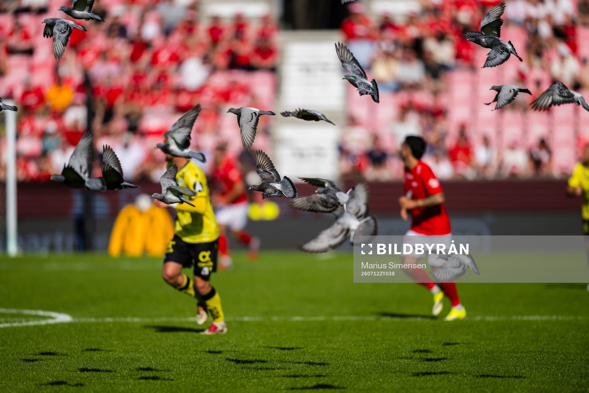 Birds at Brann Stadion