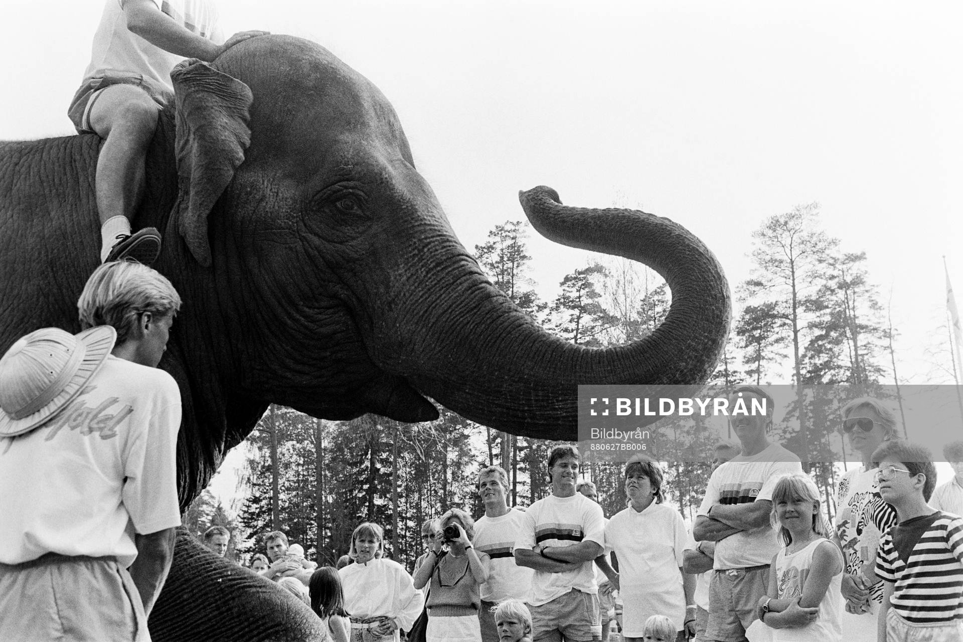 Curt Lindström tittar på en elefant