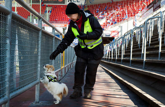  en mycket liten hund är tränad på att hitta pyroteknik och söker av läktaren efter smällare.