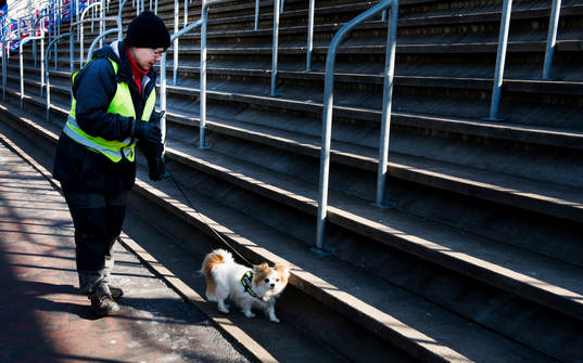  en mycket liten hund är tränad på att hitta pyroteknik och söker av läktaren efter smällare.