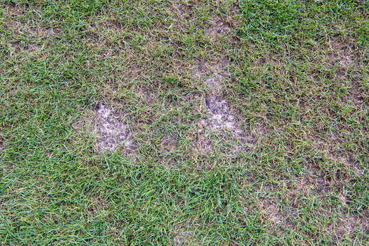 Details of the gras from the pitch at Pancho Arena ahead of the UEFA Champions League qualifying match between Vidi and Malmö FF on August 13, 2018 in Felcsut.