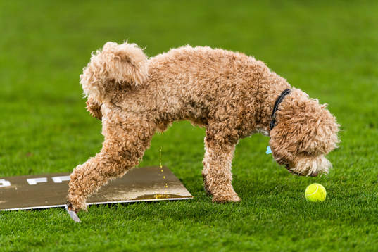 Malmö FFs Behrang Safaris hund Dante kissar när hans husse hyllas