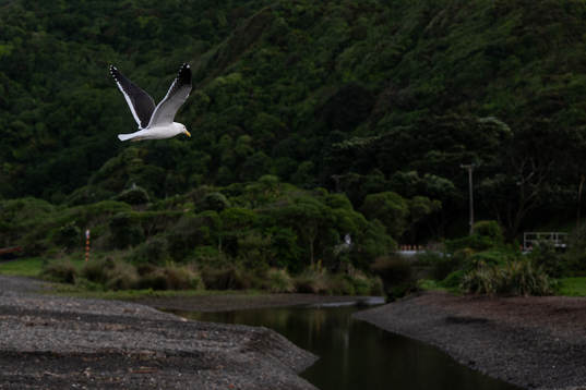 A seagull fly over Petone Beach