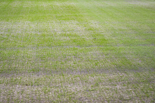 Quality of the grass at Lerkendal Stadion ahead of the Eliteserien match between Rosenborg and Bodø/Glimt on April 27, 2024 in Trondheim. 